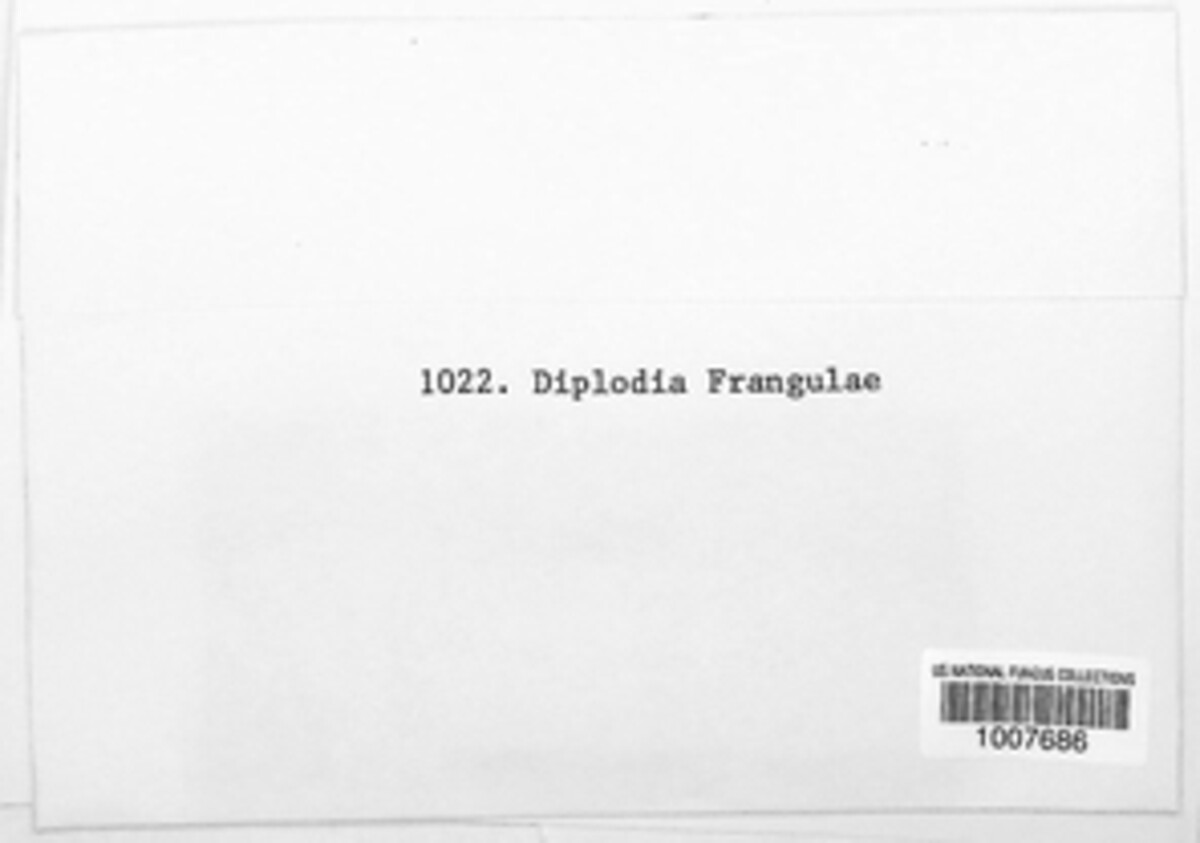 Diplodia frangulae image